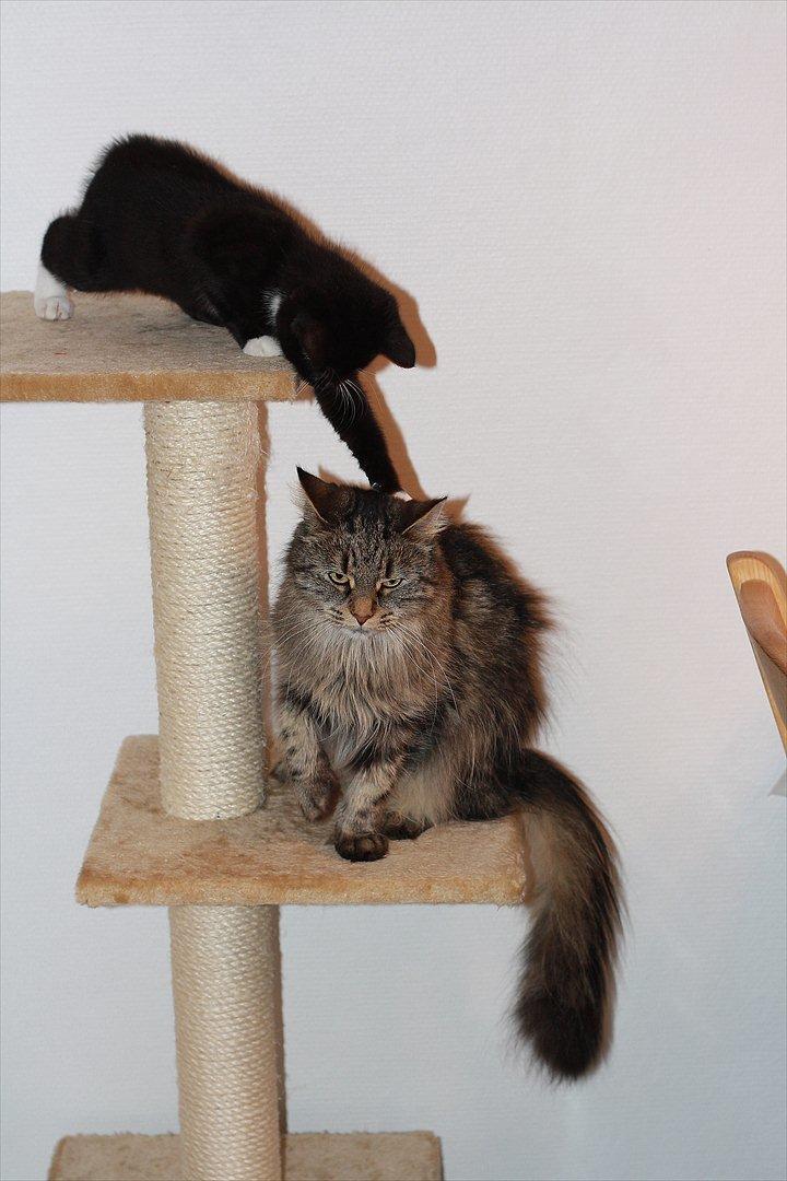 Blanding af racer Cossie billede 9