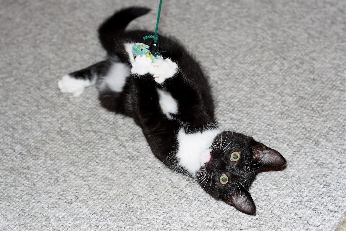 Blanding af racer Cossie billede 10