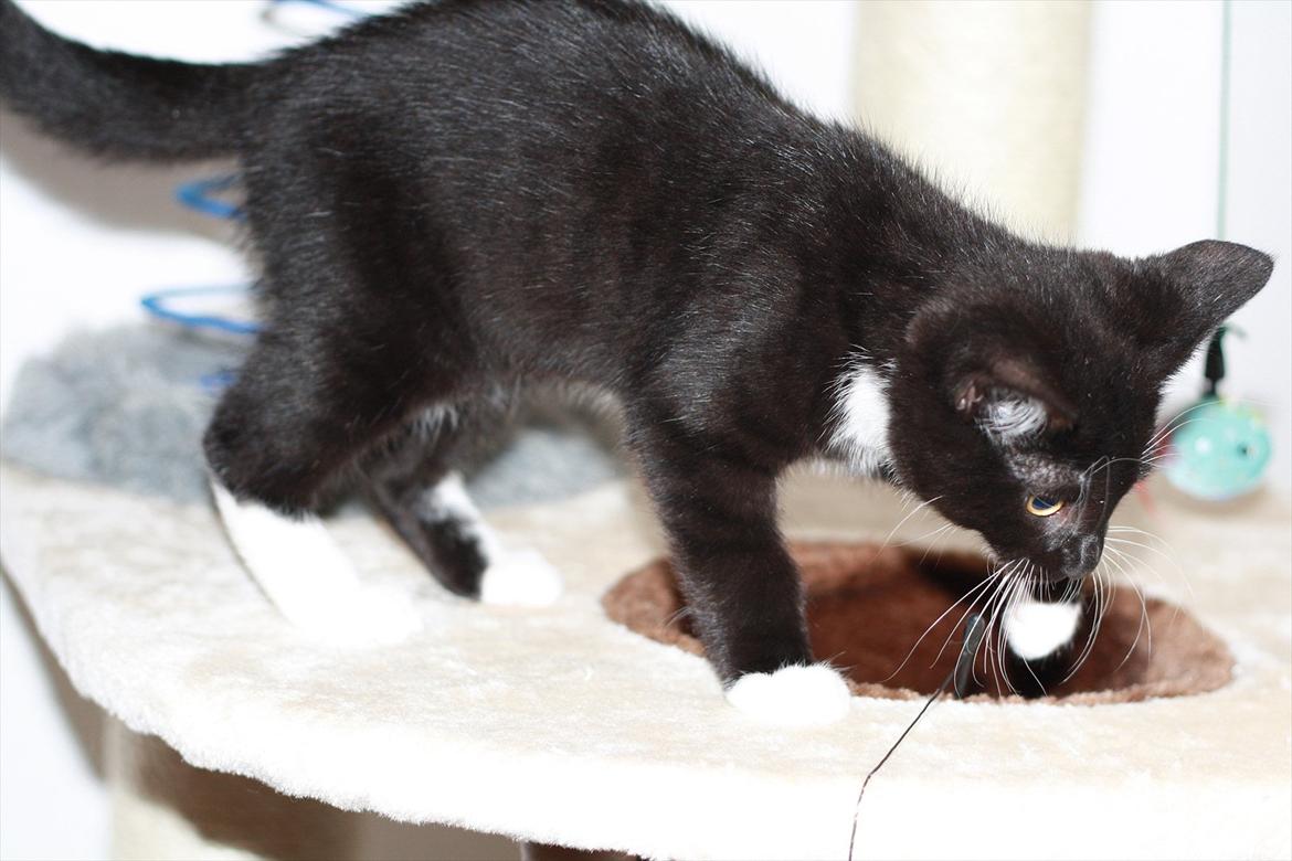 Blanding af racer Cossie billede 11