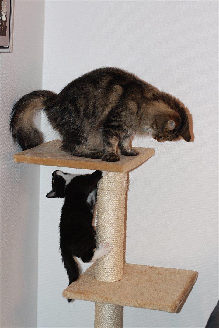 Blanding af racer Cossie billede 12