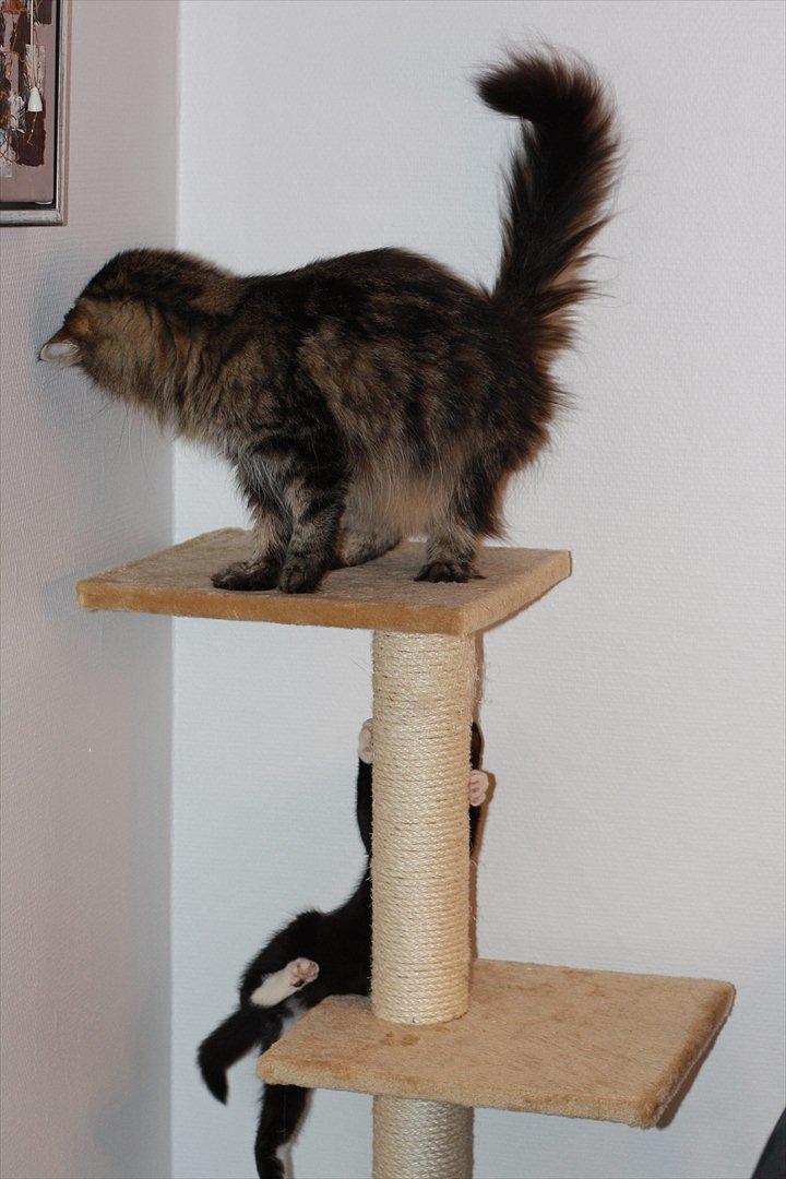 Blanding af racer Cossie billede 13