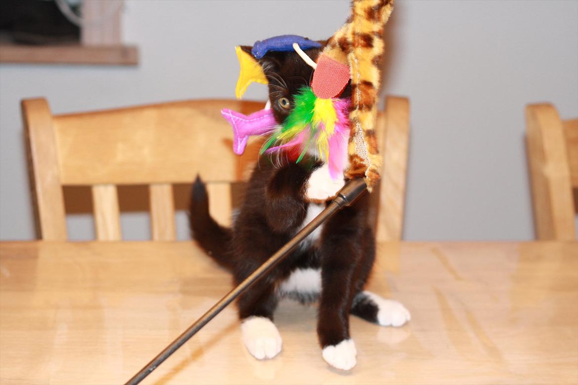 Blanding af racer Cossie billede 14