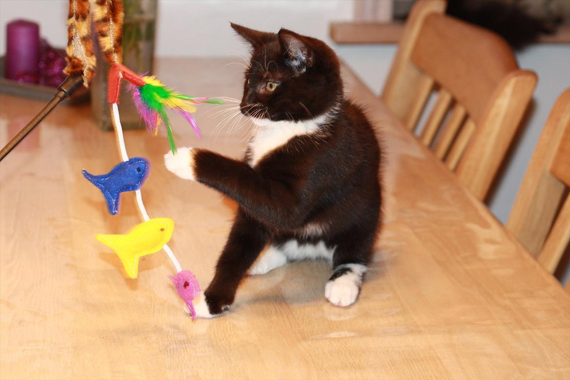 Blanding af racer Cossie billede 15