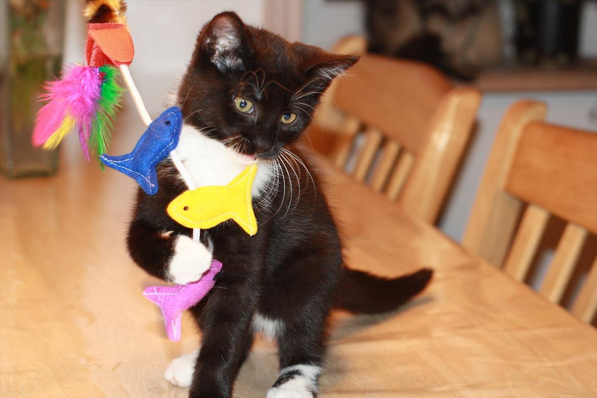 Blanding af racer Cossie billede 16