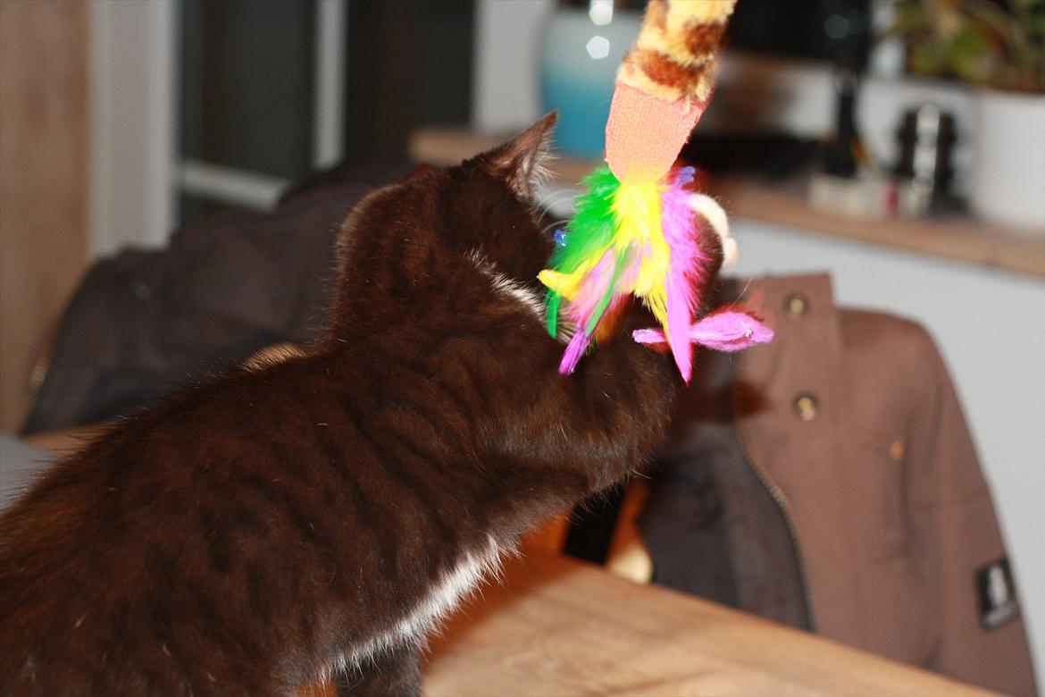 Blanding af racer Cossie billede 17