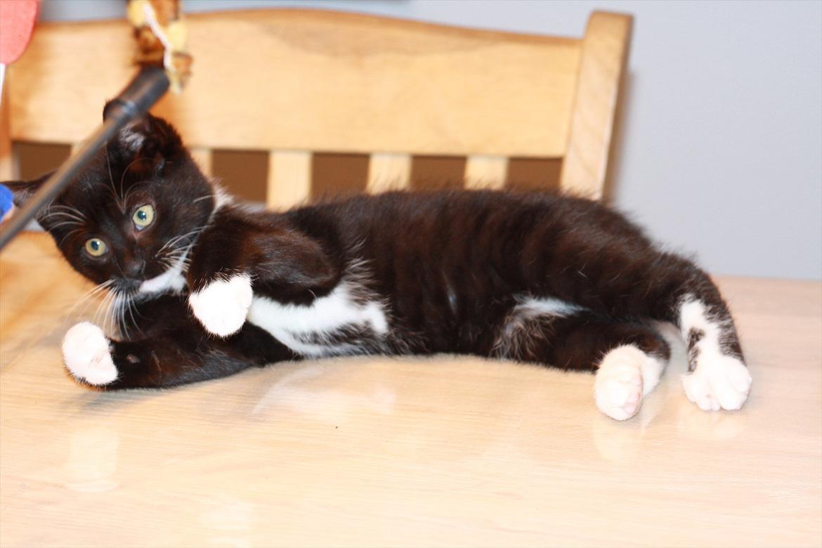 Blanding af racer Cossie billede 18