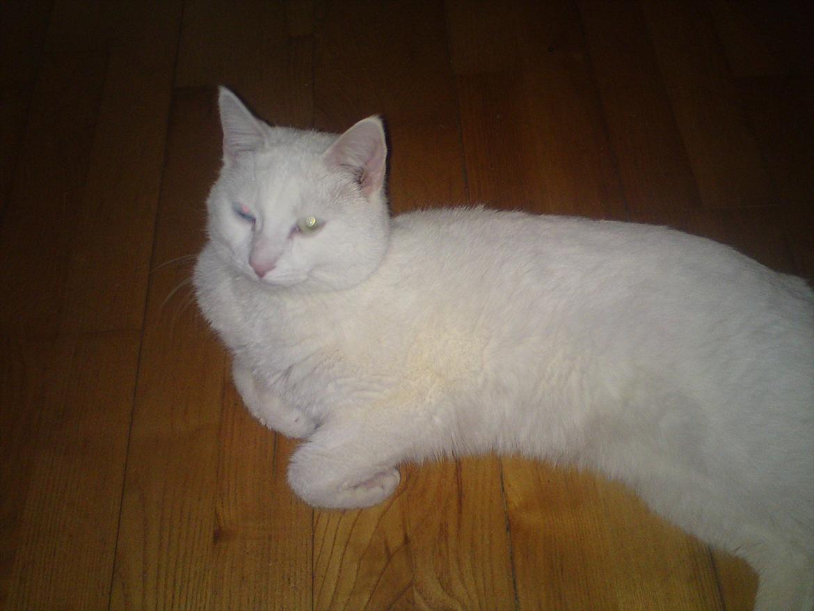 Blanding af racer Oliver billede 6