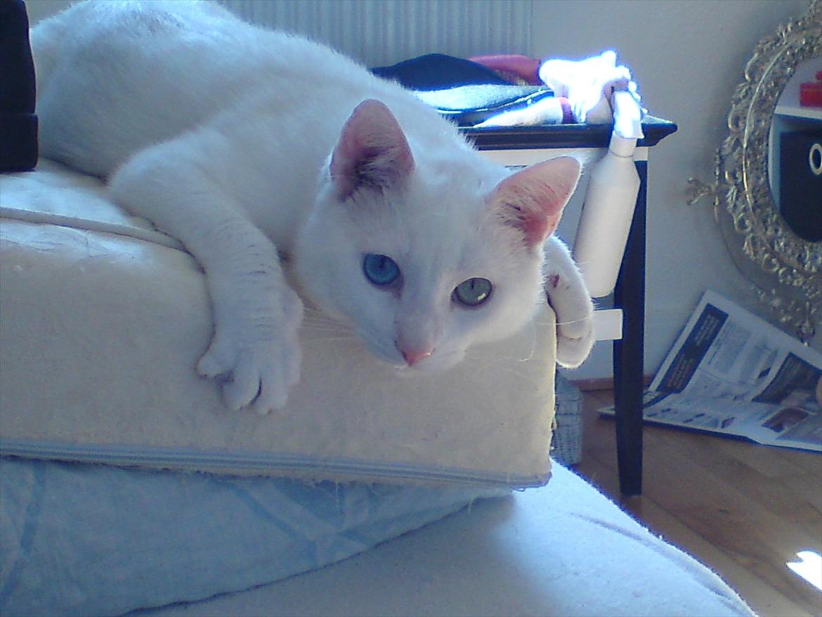 Blanding af racer Oliver - og sådan ser han så ud idag :) blevet kastereret for et par måneder siden.. og blevet (mildt sagt) skide legesyg :) billede 1