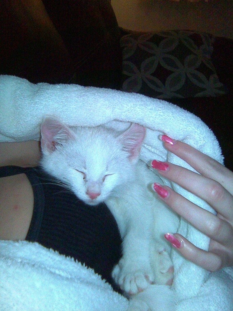 Blanding af racer Oliver billede 7