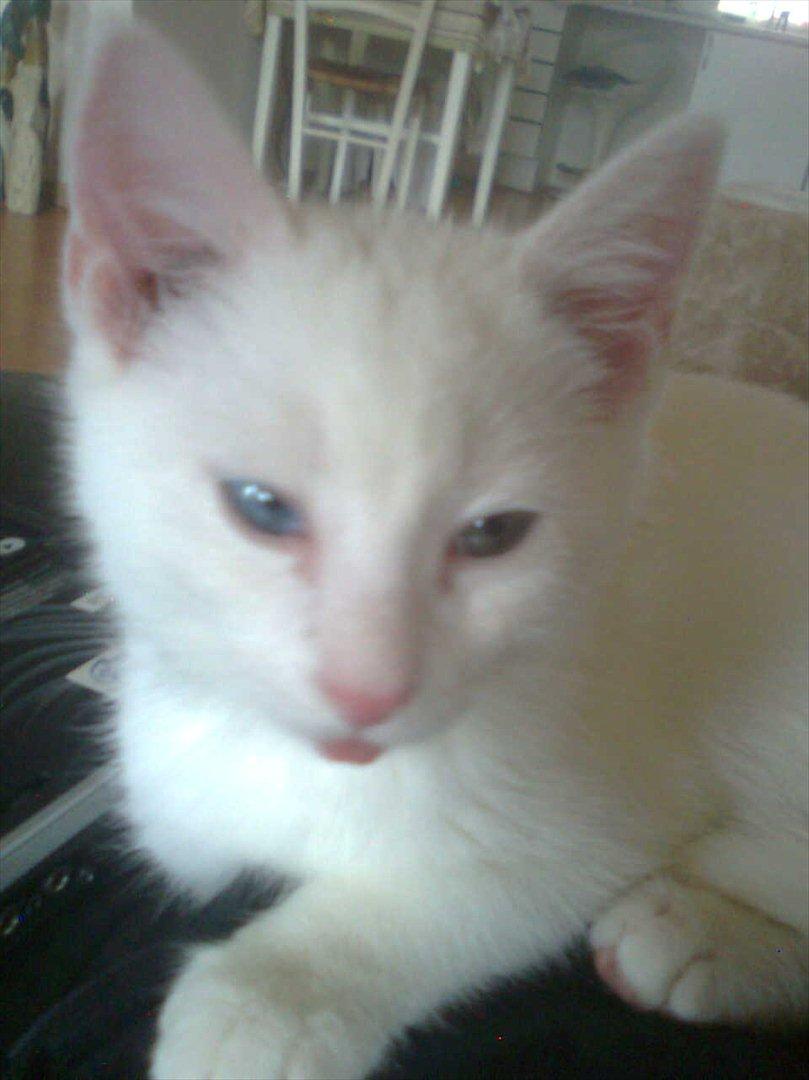 Blanding af racer Oliver billede 8