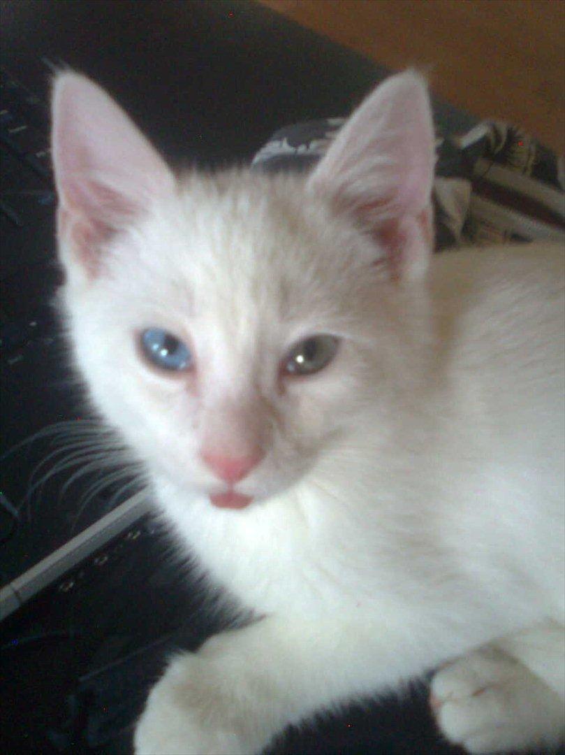 Blanding af racer Oliver billede 9