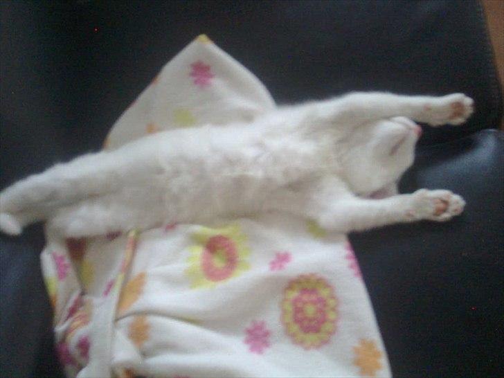 Blanding af racer Oliver billede 10