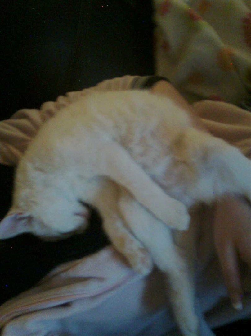 Blanding af racer Oliver billede 11