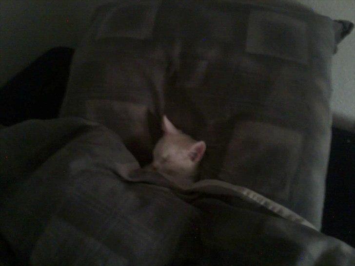 Blanding af racer Oliver billede 12