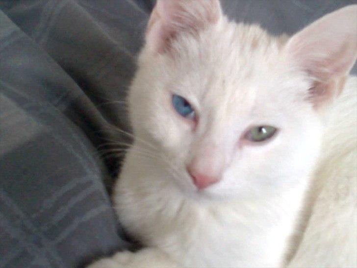 Blanding af racer Oliver billede 13