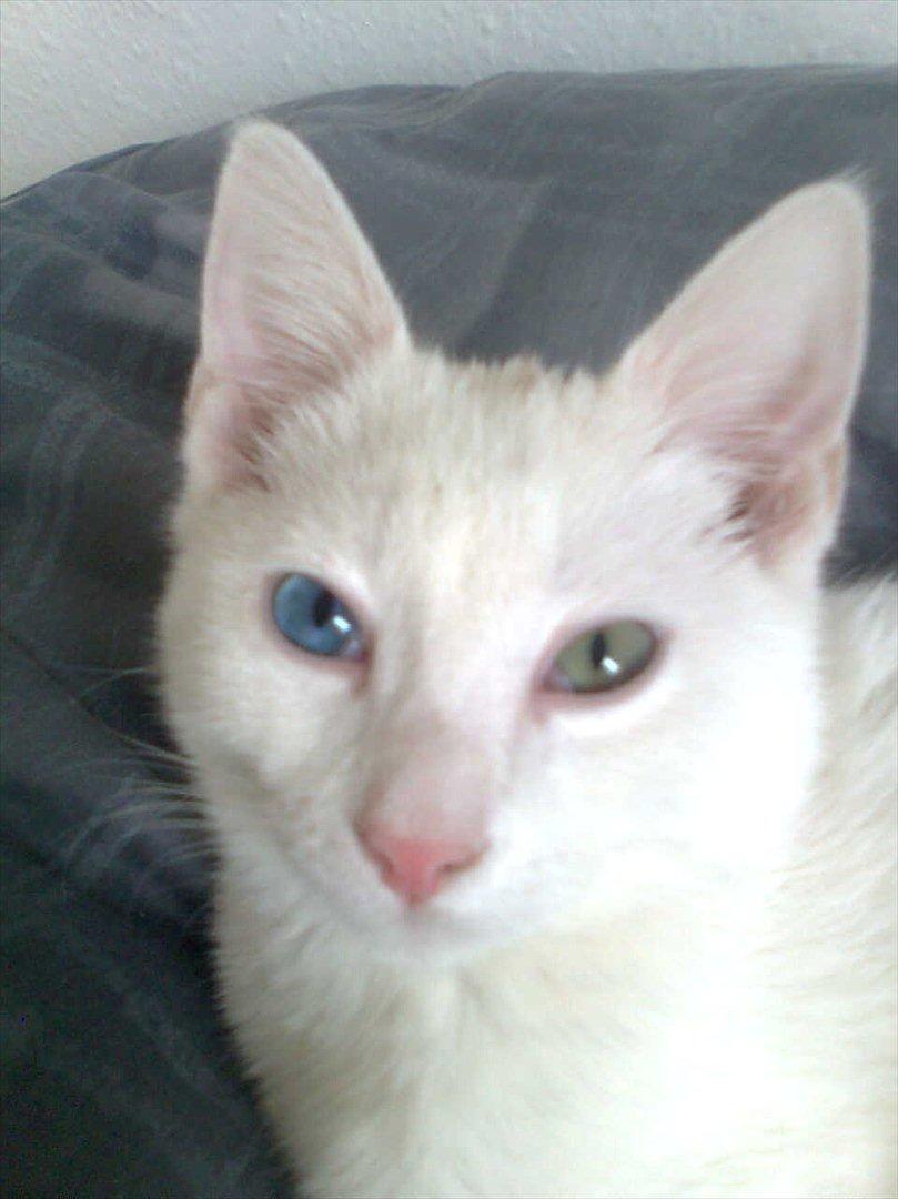 Blanding af racer Oliver - oss lige taget.. næsten :) billede 2