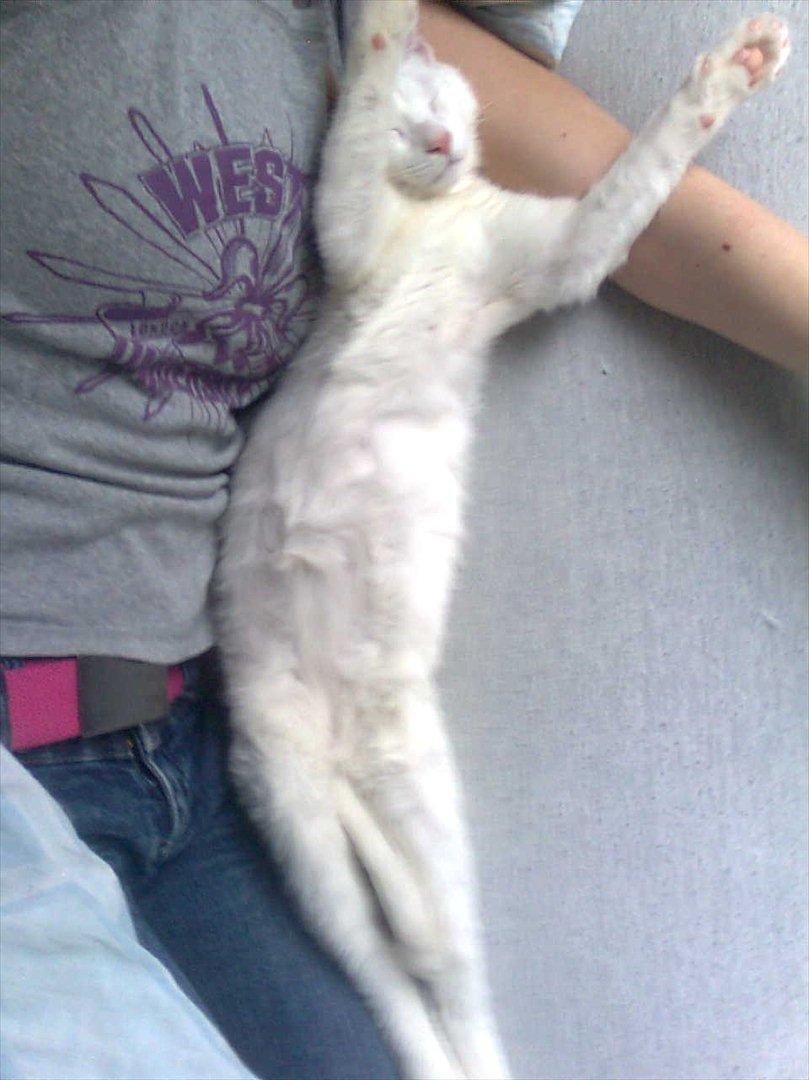 Blanding af racer Oliver billede 14