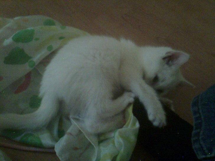 Blanding af racer Oliver billede 15