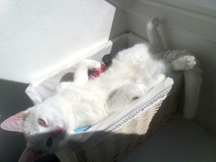 Blanding af racer Oliver billede 16