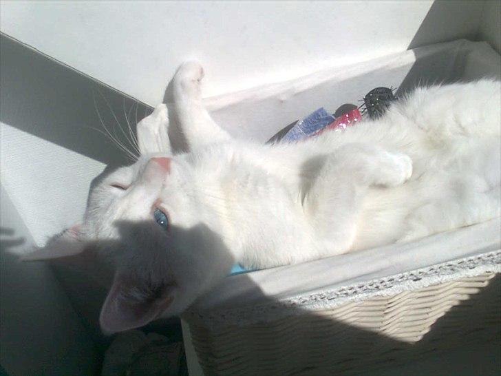 Blanding af racer Oliver billede 17