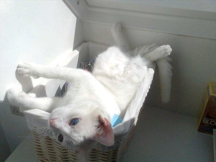 Blanding af racer Oliver billede 18