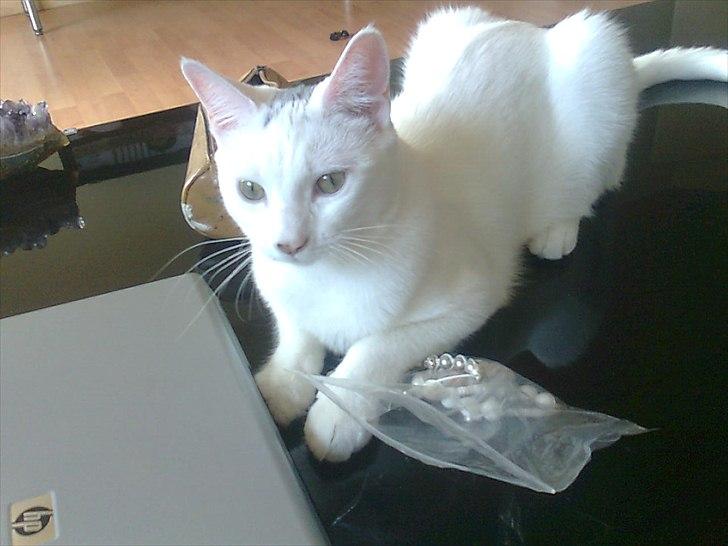 Blanding af racer FenjaH - og sådan ser hun så ud nu ;) dejligeste Prinsessepige ever  :) billede 1