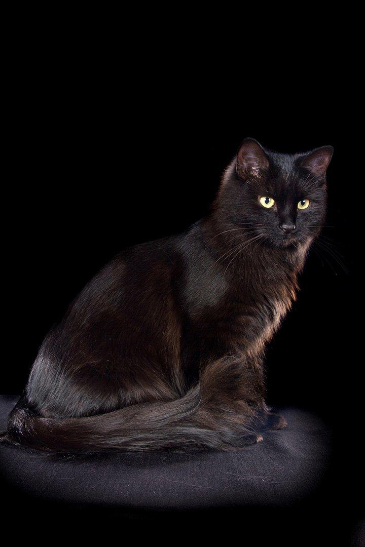 Sibirisk Kat Dasha billede 1