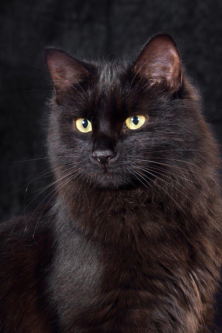 Sibirisk Kat Dasha billede 2