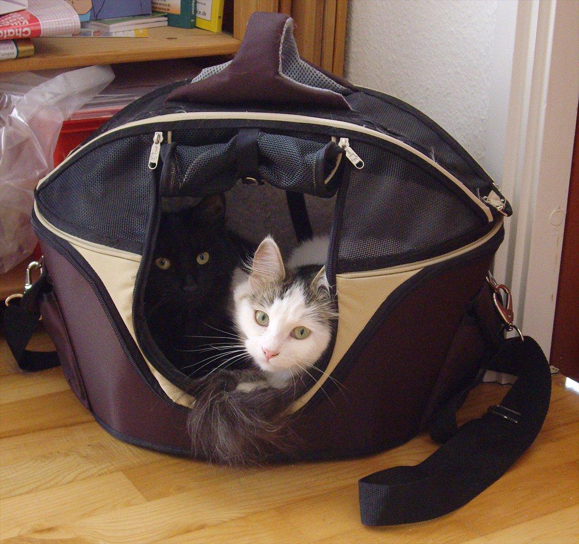 Sibirisk Kat Dasha billede 3