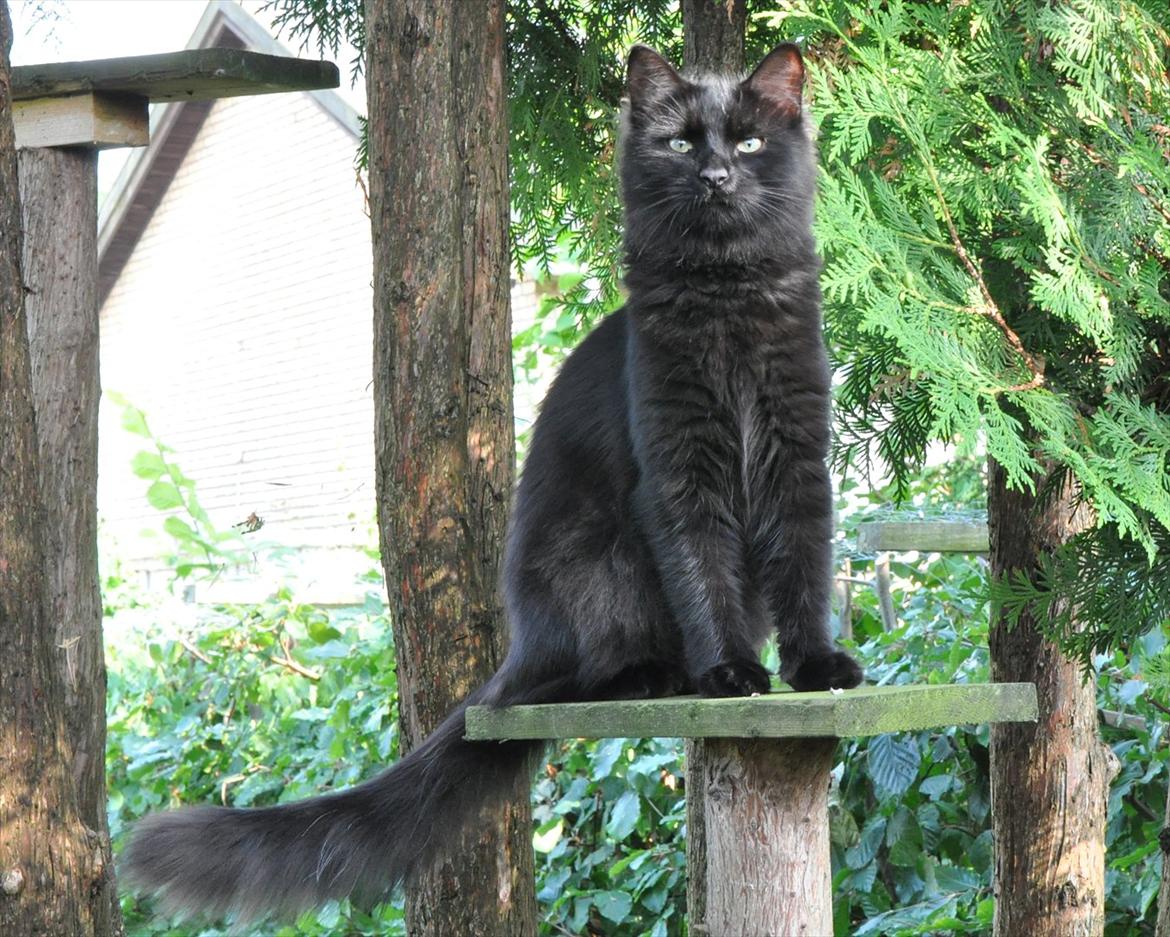 Sibirisk Kat Dasha billede 4