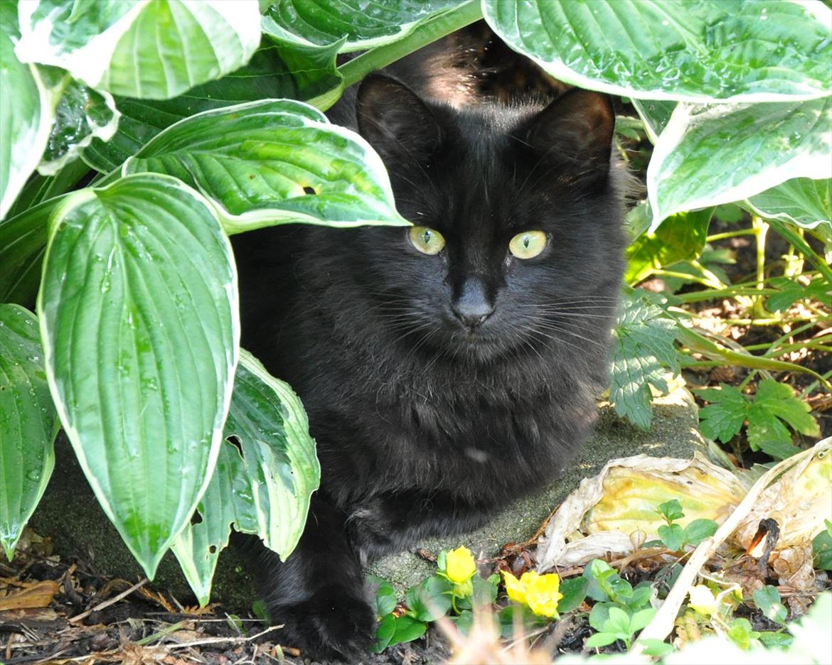 Sibirisk Kat Dasha billede 5