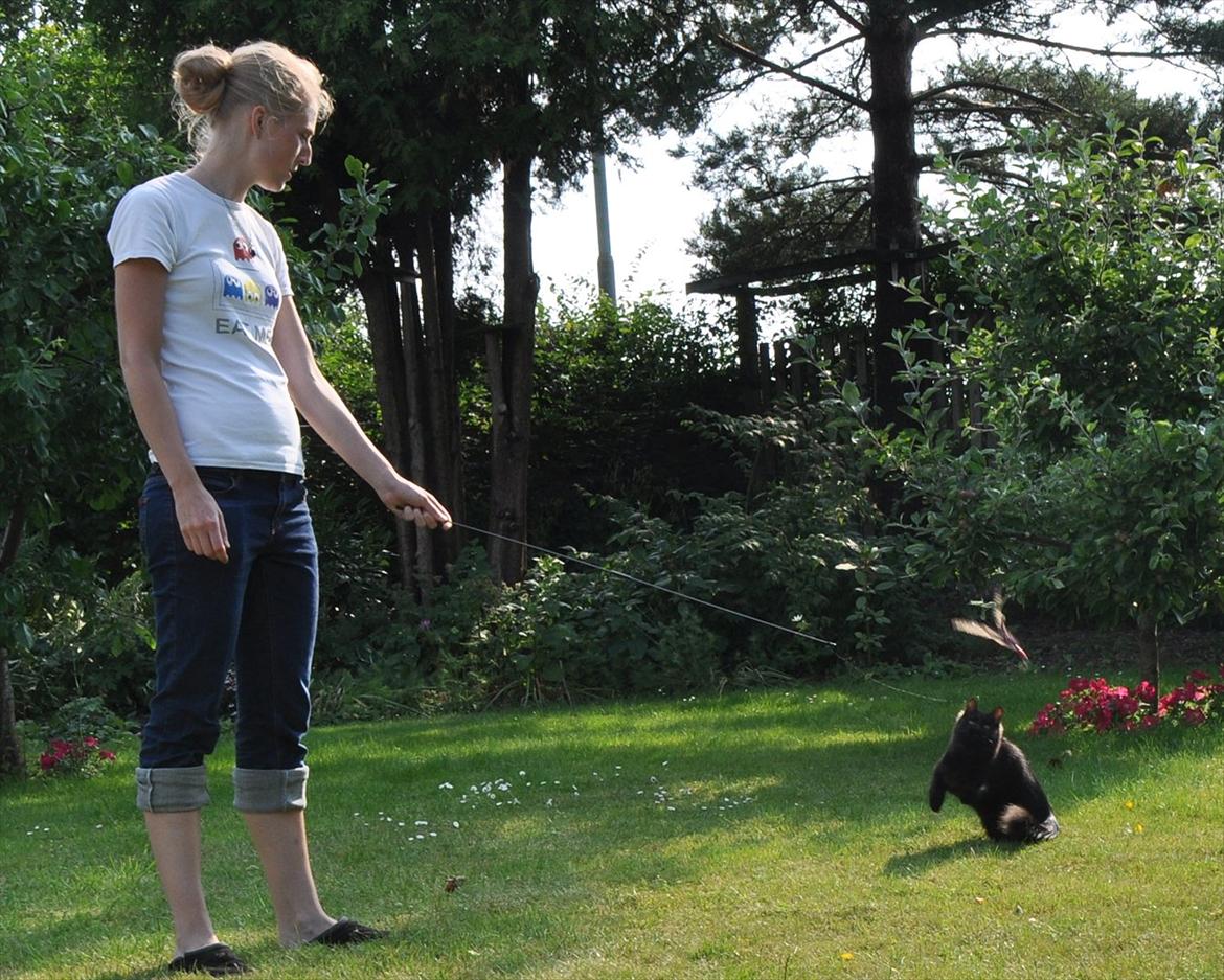 Sibirisk Kat Dasha billede 6