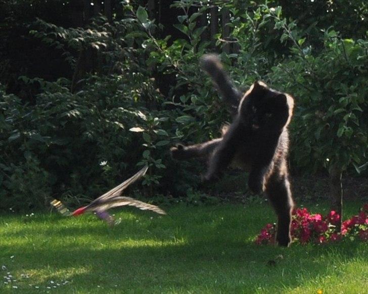 Sibirisk Kat Dasha billede 7