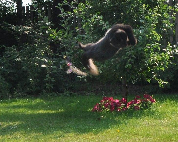 Sibirisk Kat Dasha billede 8