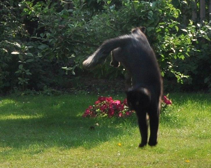 Sibirisk Kat Dasha billede 9