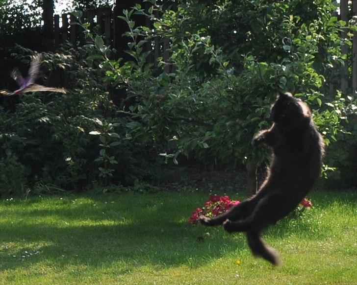 Sibirisk Kat Dasha billede 10