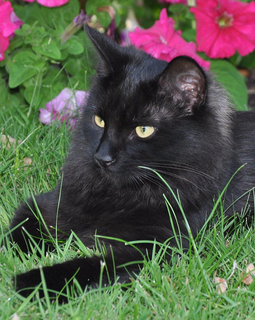 Sibirisk Kat Dasha billede 11