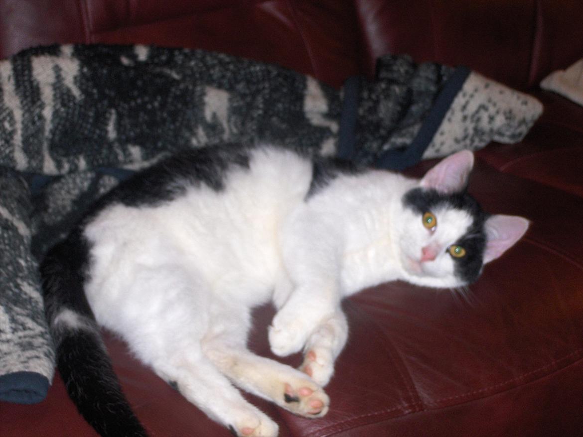 Huskat Bumle - Bumle flader ud i sofaen! billede 1