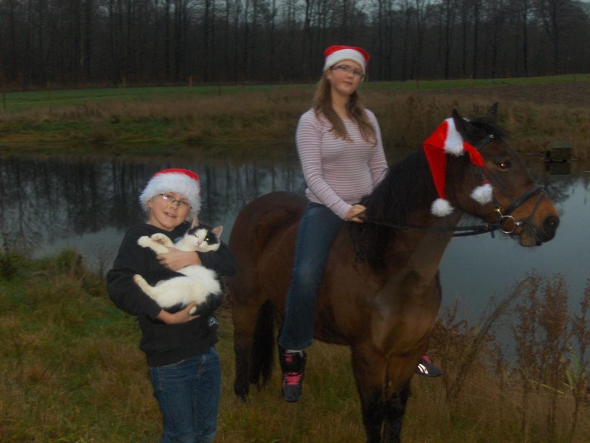 Huskat Bumle - Også julekort 2008, en tyk kat (: billede 3