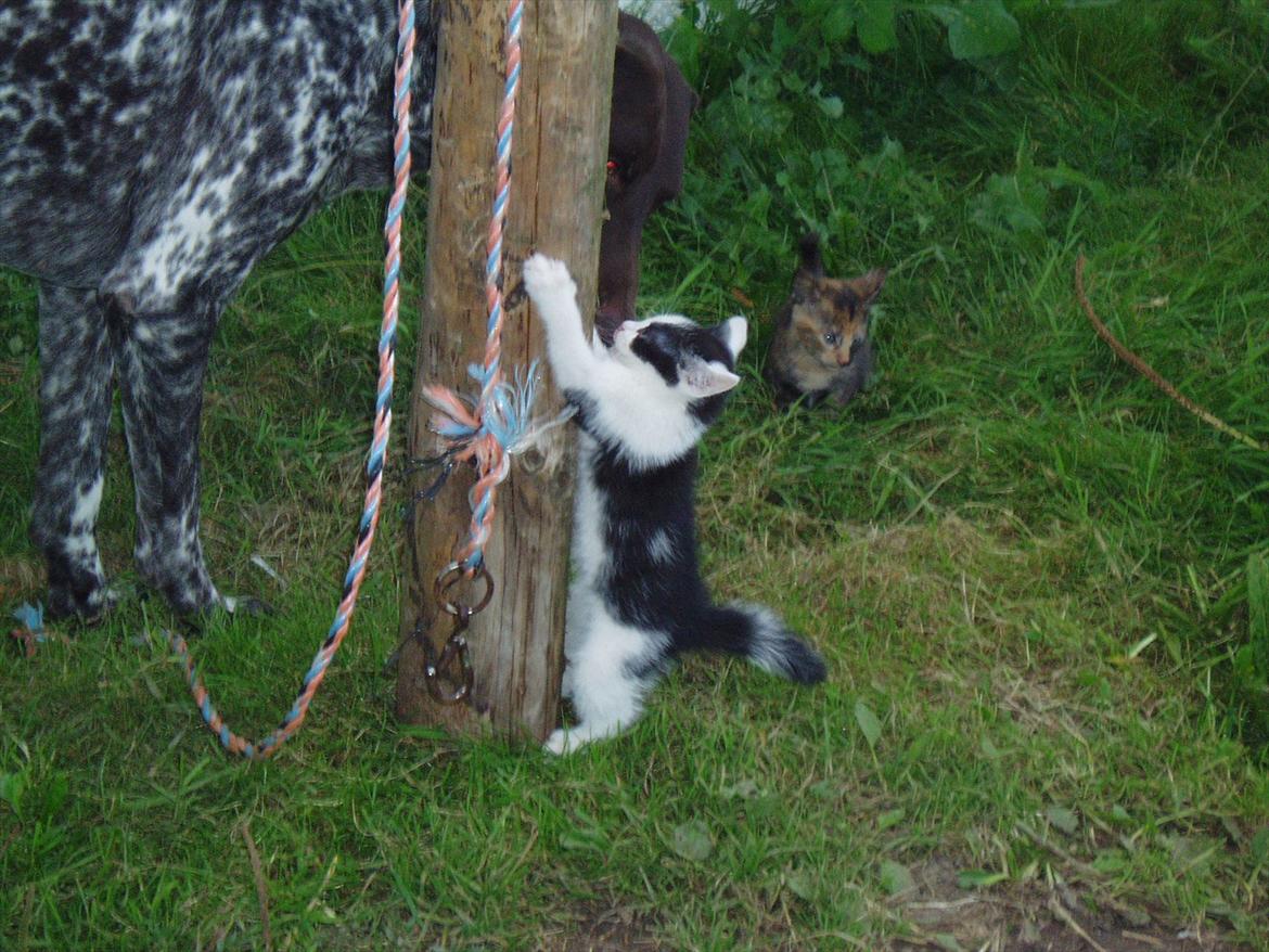 Huskat Bumle - Bumle som killing, kravler ned ad pælen billede 5