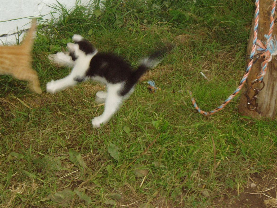 Huskat Bumle - En flyvende misser! billede 7