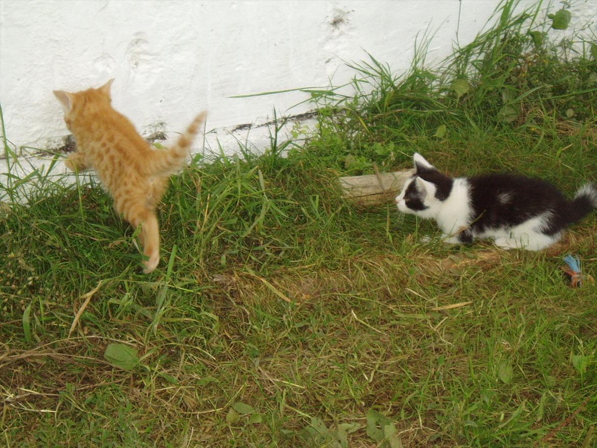 Huskat Bumle - Sniger sig ind på sit bytte... billede 6