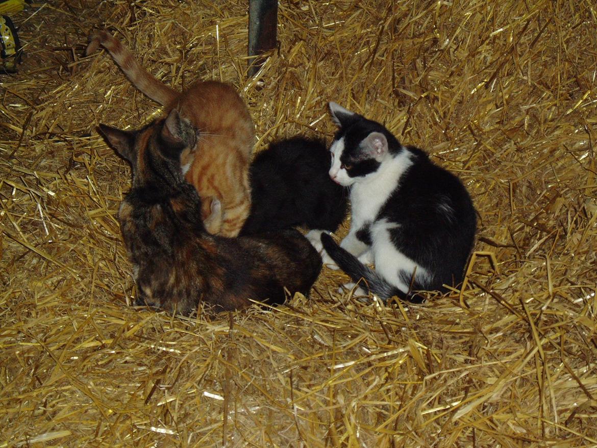 Huskat Bumle - Bumle, og de andre killinger, som sulter deres stakkels mor! billede 8