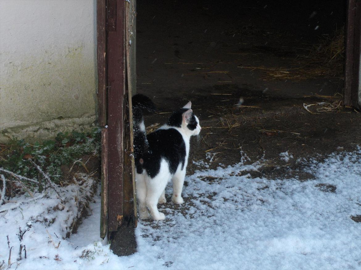 Huskat Bumle - Snekat! billede 9