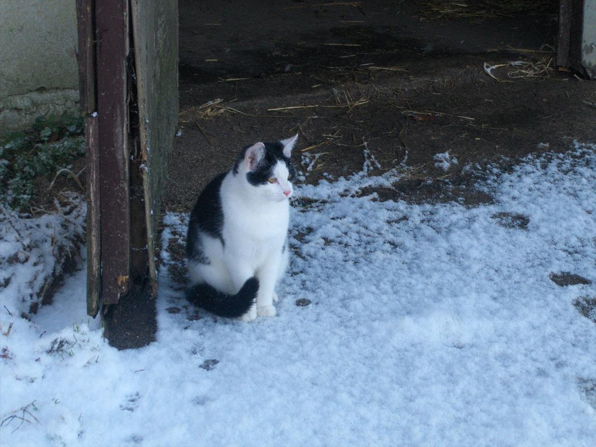 Huskat Bumle - Tak for nu!
- Vi savner katten! billede 11