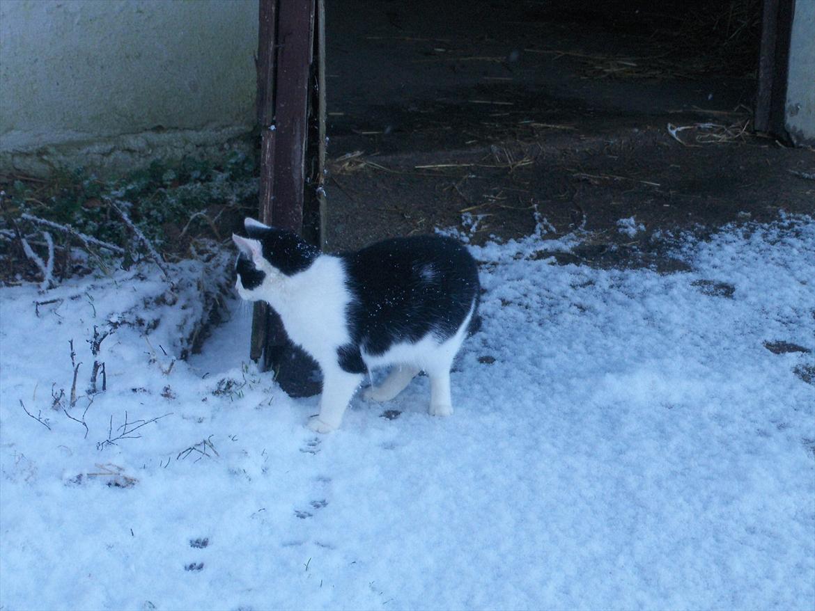 Huskat Bumle billede 10