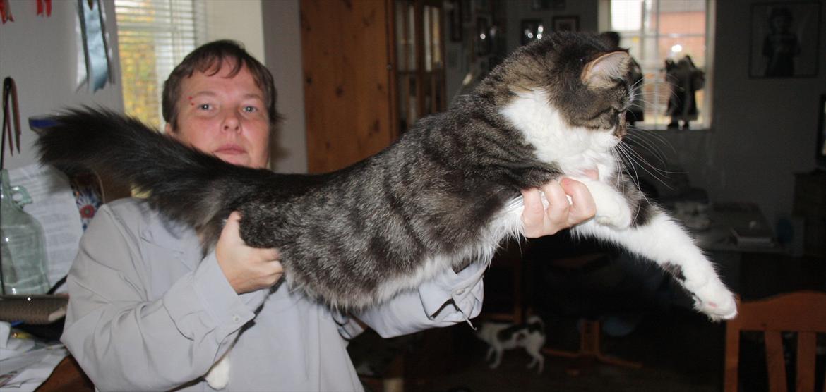 Maine Coon Krammedyret Yankie Bar billede 10