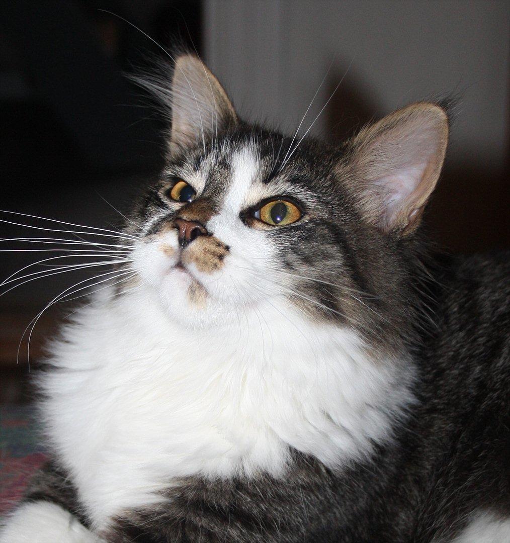 Maine Coon Krammedyret Yankie Bar billede 11