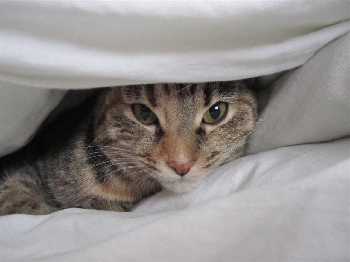 Blanding af racer Nemo billede 1