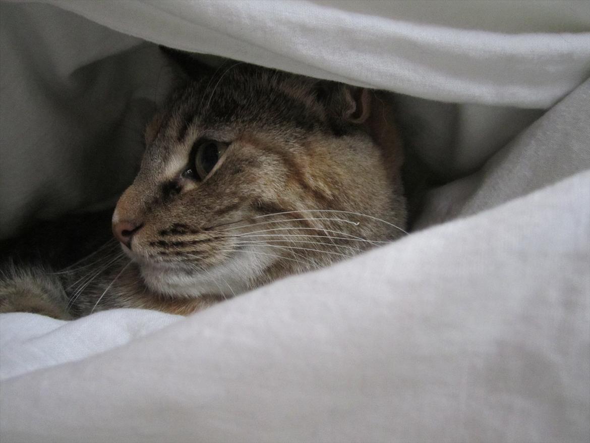 Blanding af racer Nemo billede 2